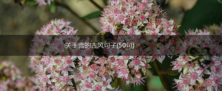 关于雪的古风句子(50句),第1张