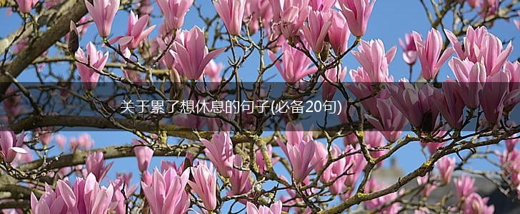 关于累了想休息的句子(必备20句),第1张