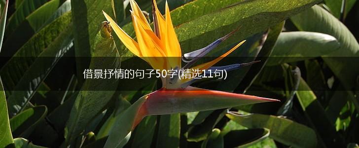 借景抒情的句子50字(精选11句),第1张