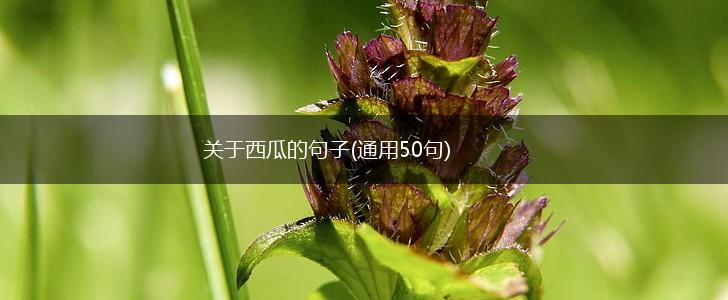 关于西瓜的句子(通用50句),第1张