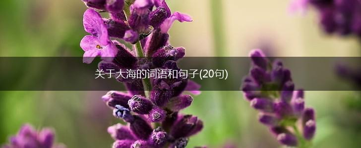关于大海的词语和句子(20句),第1张