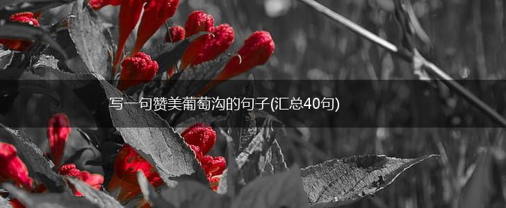 写一句赞美葡萄沟的句子(汇总40句),第1张