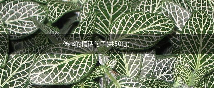 伤感的情话句子(共50句),第1张
