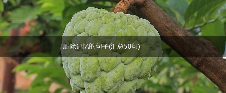 删除记忆的句子(汇总50句),第1张