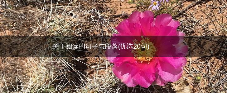 关于阅读的句子与段落(优选20句),第1张