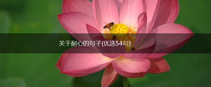 关于耐心的句子(优选54句),第1张