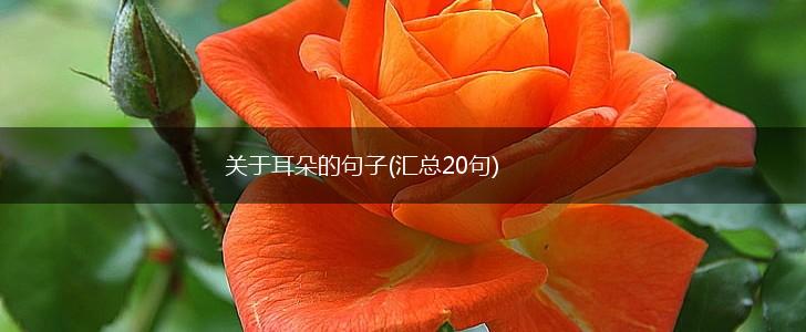 关于耳朵的句子(汇总20句),第1张