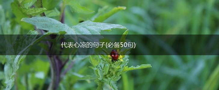代表心凉的句子(必备50句),第1张