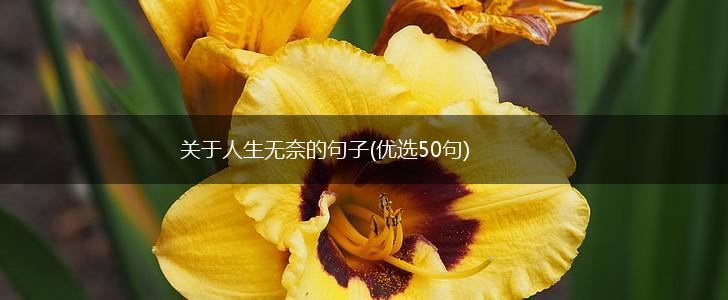 关于人生无奈的句子(优选50句),第1张