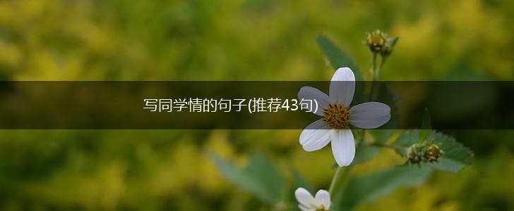 写同学情的句子(推荐43句),第1张
