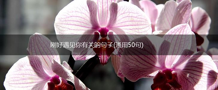 刚好遇见你有关的句子(通用50句),第1张