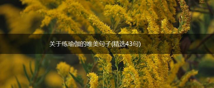 关于练瑜伽的唯美句子(精选43句),第1张
