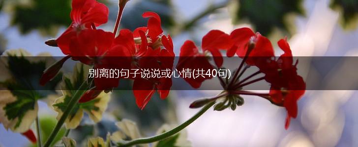 别离的句子说说或心情(共40句),第1张