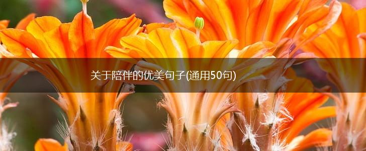 关于陪伴的优美句子(通用50句),第1张