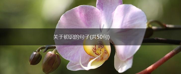 关于初识的句子(共50句),第1张