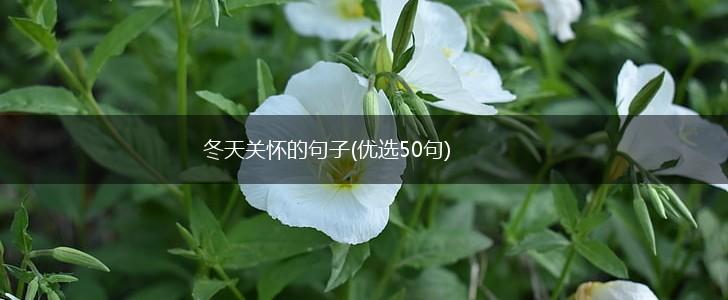 冬天关怀的句子(优选50句),第1张