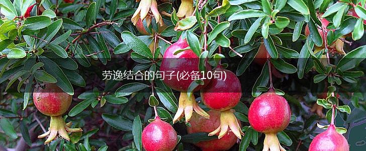 劳逸结合的句子(必备10句),第1张