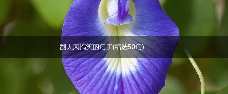 刮大风搞笑的句子(精选50句),第1张