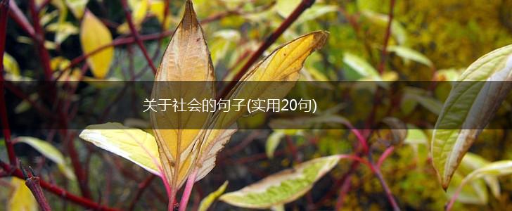 关于社会的句子(实用20句),第1张