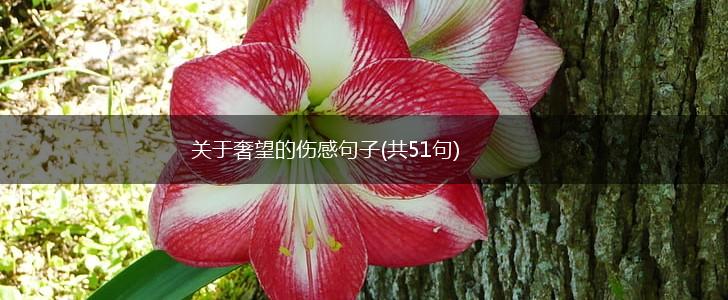 关于奢望的伤感句子(共51句),第1张