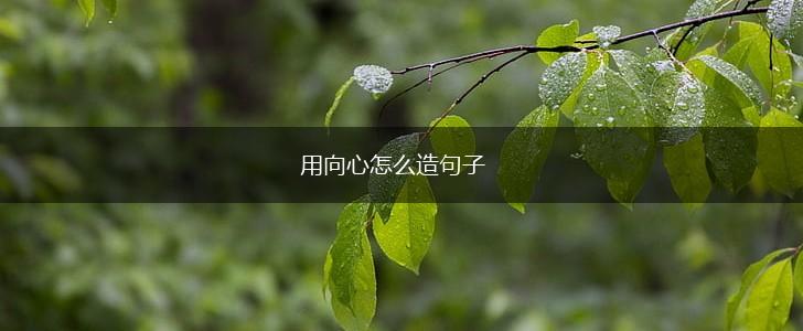 用向心怎么造句子,第1张