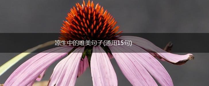 凉生中的唯美句子(通用15句),第1张