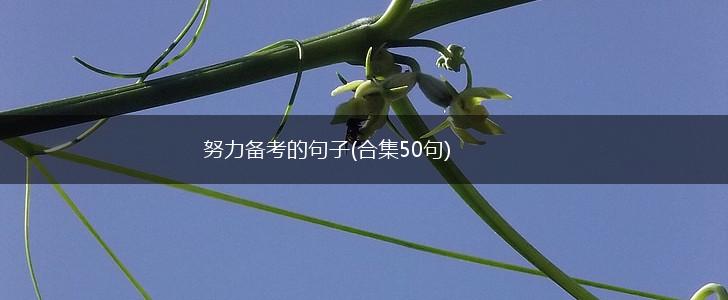 努力备考的句子(合集50句),第1张