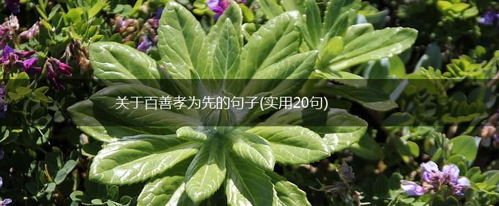 关于百善孝为先的句子(实用20句),第1张