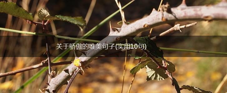 关于骄傲的唯美句子(实用10句),第1张