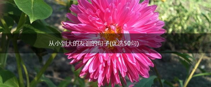 从小到大的友谊的句子(优选50句),第1张