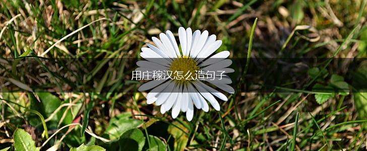 用庄稼汉怎么造句子,第1张