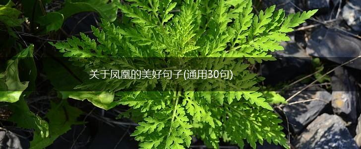 关于凤凰的美好句子(通用30句),第1张