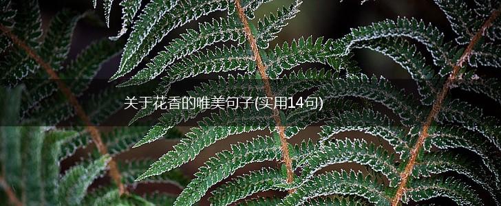 关于花香的唯美句子(实用14句),第1张
