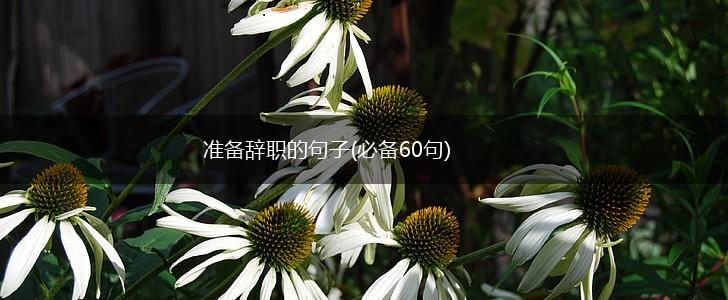 准备辞职的句子(必备60句),第1张