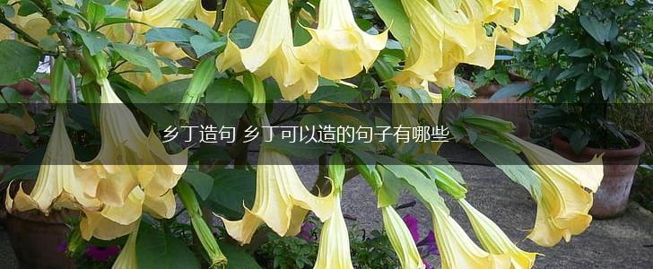 乡丁造句 乡丁可以造的句子有哪些,第1张