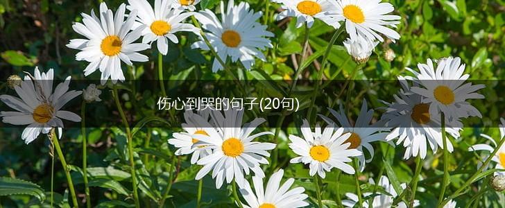 伤心到哭的句子(20句),第1张