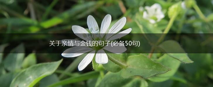关于亲情与金钱的句子(必备50句),第1张