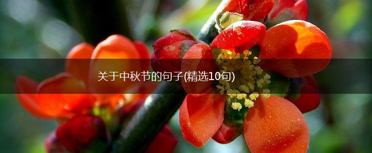 关于中秋节的句子(精选10句),第1张