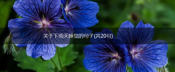 关于下雨天睡觉的句子(共20句),第1张
