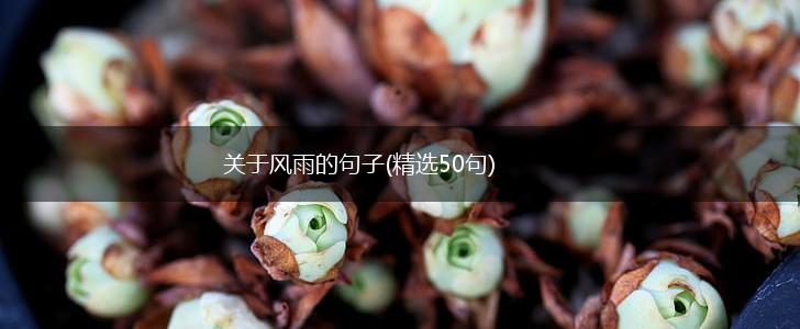 关于风雨的句子(精选50句),第1张