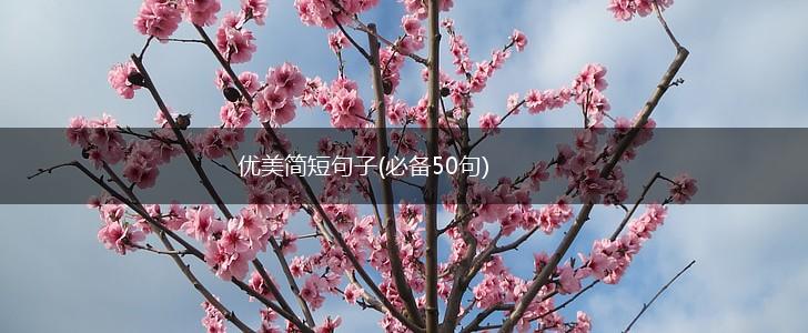 优美简短句子(必备50句),第1张
