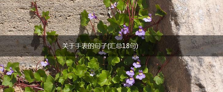 关于手表的句子(汇总18句),第1张