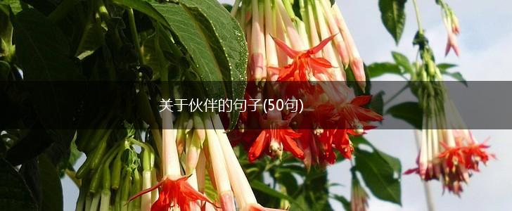 关于伙伴的句子(50句),第1张