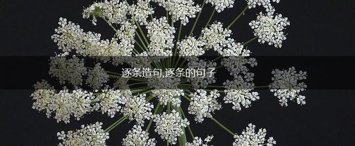 逐条造句,逐条的句子,第1张
