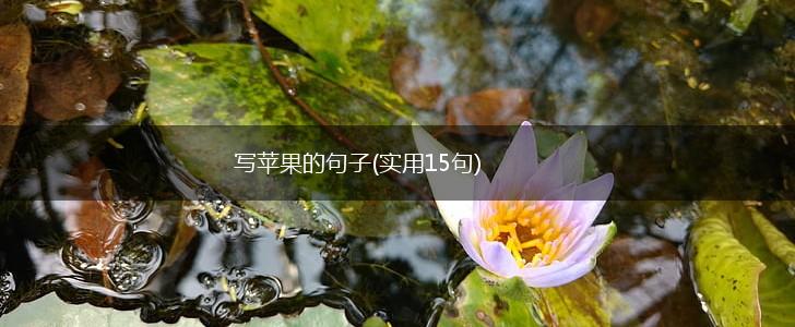 写苹果的句子(实用15句),第1张