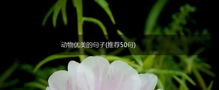 动物优美的句子(推荐50句),第1张