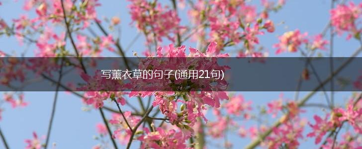 写薰衣草的句子(通用21句),第1张