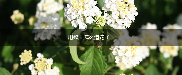 用整天怎么造句子,第1张