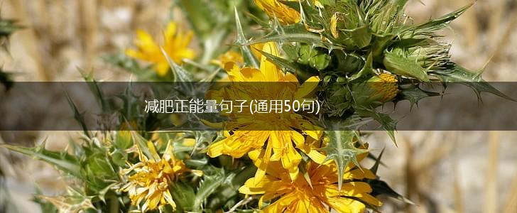 减肥正能量句子(通用50句),第1张