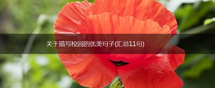 关于描写校园的优美句子(汇总11句),第1张